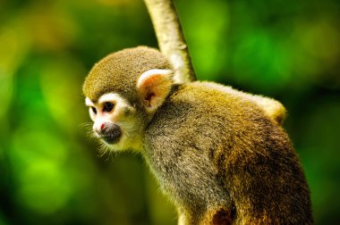 Güzel sincap maymun
