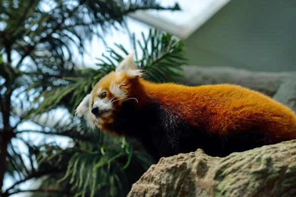 Κόκκινο Panda (Ailurus fulgens) — Φωτογραφία Αρχείου