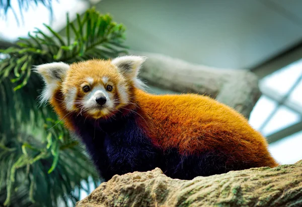 Κόκκινο Panda (Ailurus fulgens) — Φωτογραφία Αρχείου