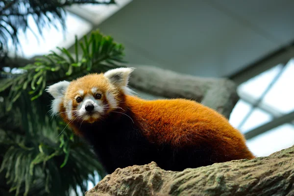 Κόκκινο Panda (Ailurus fulgens) — Φωτογραφία Αρχείου