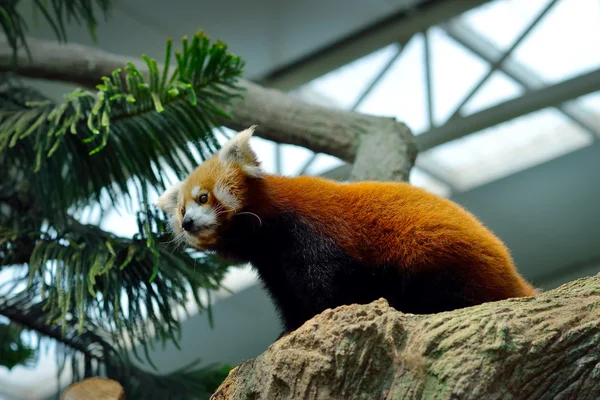 Κόκκινο Panda (Ailurus fulgens) — Φωτογραφία Αρχείου