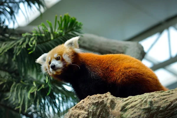 Κόκκινο Panda (Ailurus fulgens) — Φωτογραφία Αρχείου