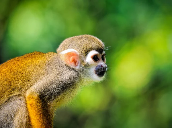 Schöner Eichhörnchenaffe — Stockfoto