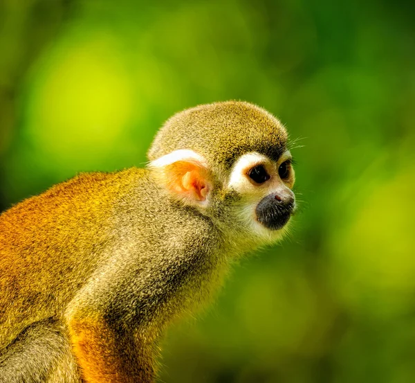 Hermoso mono ardilla — Foto de Stock