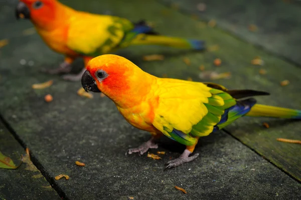 Jandaia-amarela (Aratinga solstitialis) — Fotografia de Stock