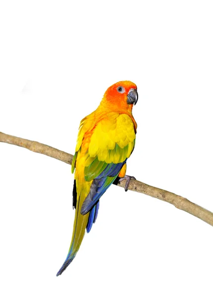 コガネメキシコインコ (Aratinga solstitialis) — ストック写真