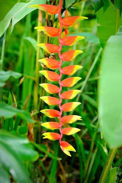 Hermosa flor de Heliconia — Foto de Stock