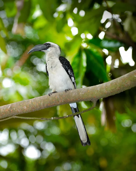 Von der Decken's hornbill (Tockus deckeni) — Stock Photo, Image