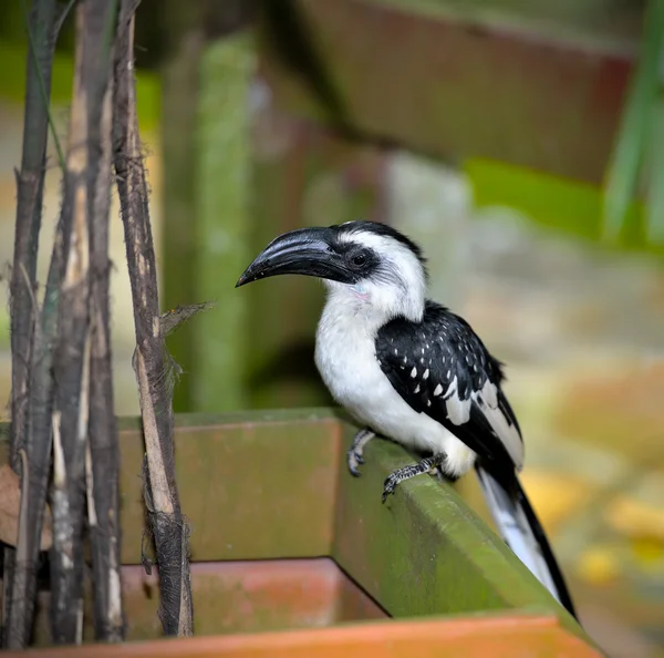 Hornbill von der Decken (Tockus deckeni) — Stock fotografie