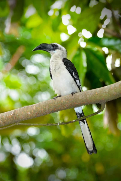 Von der Decken's hornbill (Tockus deckeni) — Stock Photo, Image