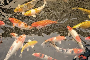 Koi balığı gölette yüzüyor.