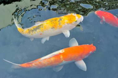 Koi balığı gölette yüzüyor.