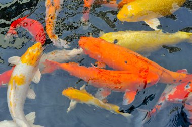 Koi balığı gölette yüzüyor.