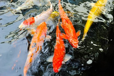 Koi balığı gölette yüzüyor.