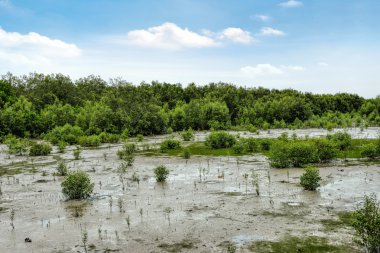 Mangrov Kukup içinde