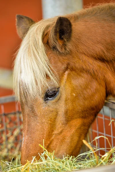 美しい茶色の馬のクローズ アップ — ストック写真