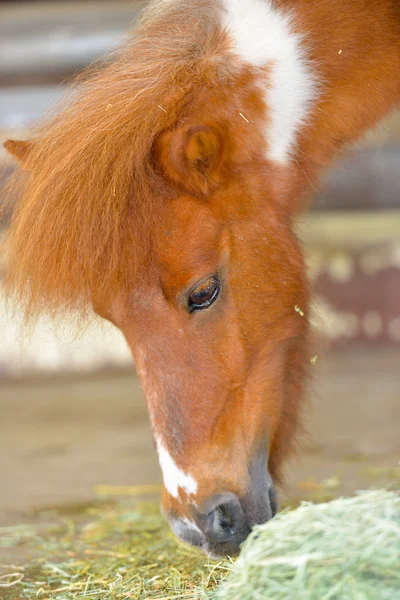 美しい茶色の馬のクローズ アップ — ストック写真