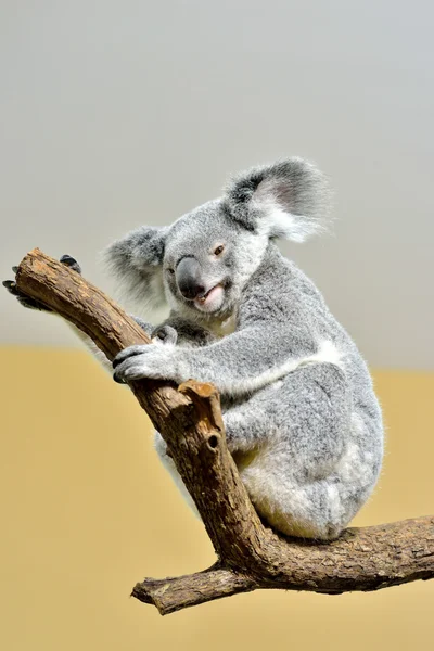 Koala su un albero, attenzione selettiva . — Foto Stock