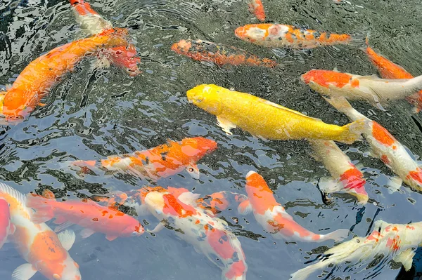 Koi fish swimming in the pond — Stock Photo, Image