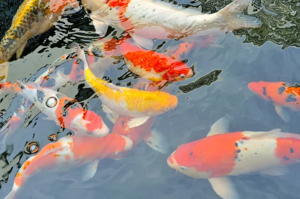 Peixes koi nadando na lagoa — Fotografia de Stock