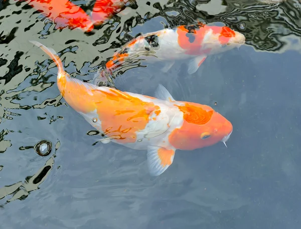 Ikan koi berenang di kolam — Stok Foto