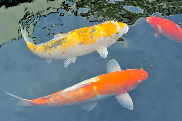Koi fish swimming in the pond — Stock Photo, Image