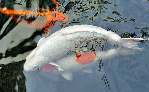 Кои-рыбы, плавающие в пруду — стоковое фото