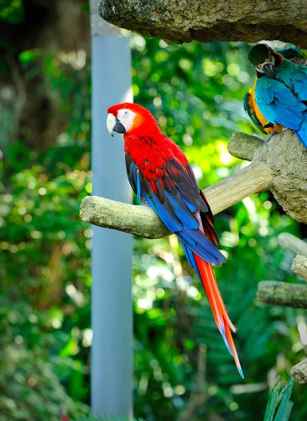 Arara escarlate colorida — Fotografia de Stock