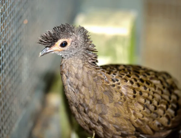 Faisán de pavo real de Malasia (Polyplectron malacense ) — Foto de Stock