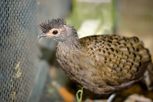 Malayan peacock pheasant (Polyplectron malacense) — Stock Photo, Image
