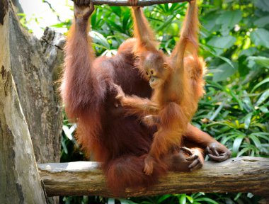 Parkta orangutan