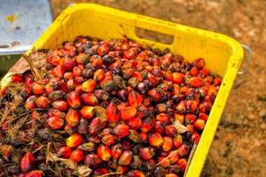 palmiye yağı meyve