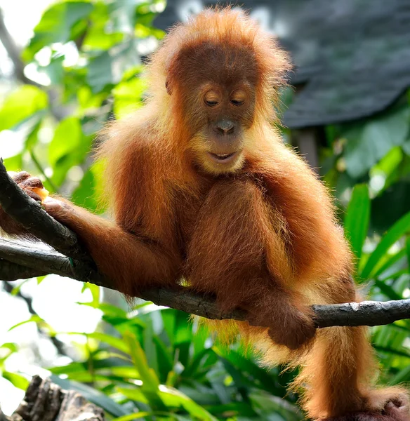 Orangutan w parku — Zdjęcie stockowe