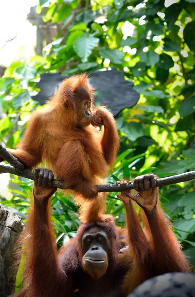 Orangutan w parku — Zdjęcie stockowe