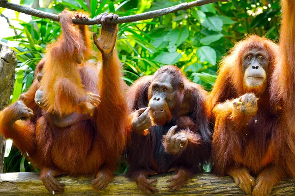 Orangutan v parku — Stock fotografie