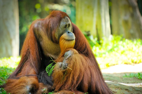 Orangutan w parku — Zdjęcie stockowe
