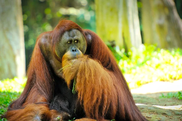 Orangutan no parque — Fotografia de Stock