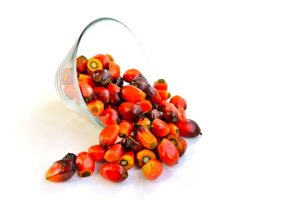 Oil palm fruits — Stock Photo, Image