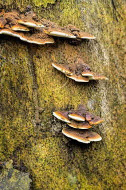 Ölü ağaçtan büyüyen mantar