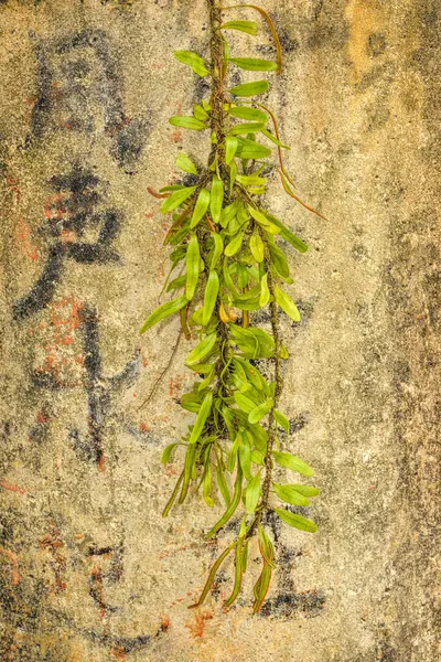 Moss vine on texture background — Stock Photo, Image