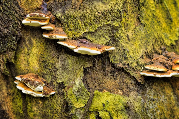 Ölü ağaçtan büyüyen mantar