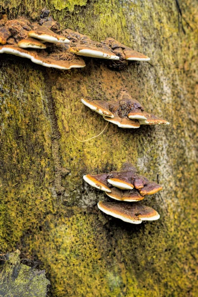 Ölü ağaçtan büyüyen mantar