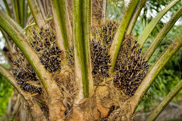 Frutas de palma de aceite —  Fotos de Stock