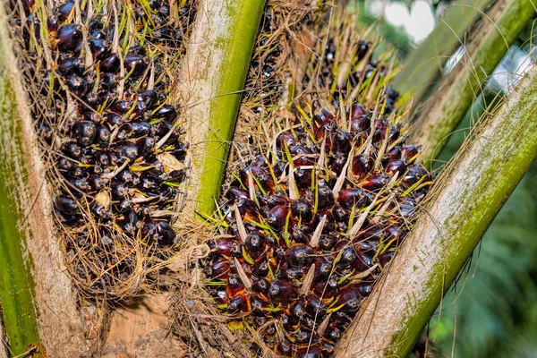 Frutas de palma de aceite —  Fotos de Stock