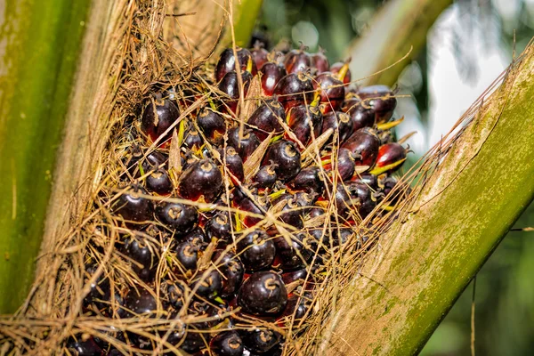 Oljepalmens frukter — Stockfoto