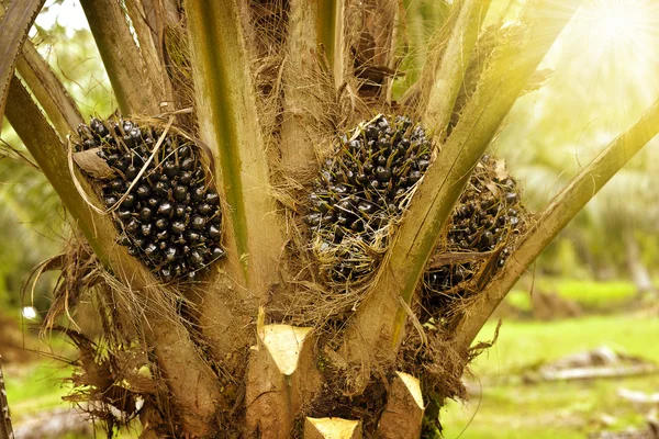 Ölpalme — Stockfoto