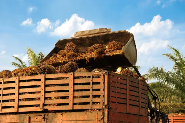 Palm oliehoudende vruchten — Stockfoto