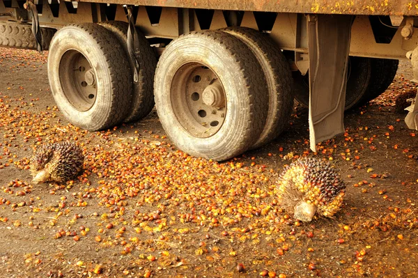 Palmolja frukter — Stockfoto