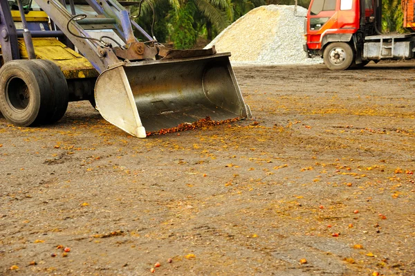 Frutos del aceite de palma — Foto de Stock