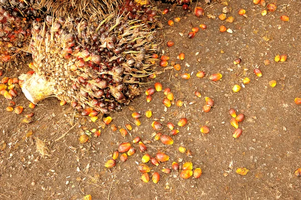 Palmöl-Früchte — Stockfoto